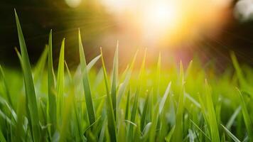 AI generated Spring summer background captured in close up macro, featuring grass and sun photo