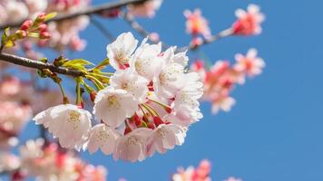 AI generated Spring cherry blossoms against serene blue sky background photo