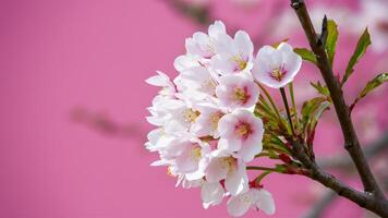 ai generado Cereza florecer sakura en lleno floración en contra un rosado fondo foto