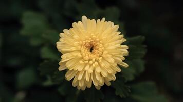 AI generated Vibrant yellow chrysanthemum flower stands out against isolated backdrop photo