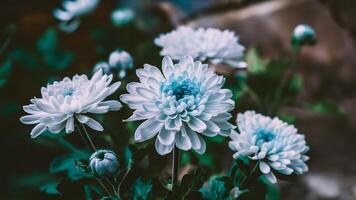 AI generated Blue and white flowers chrysanthemum in watercolor, blurry background photo