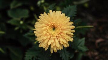 ai generado vibrante amarillo crisantemo flor soportes fuera en contra aislado fondo foto