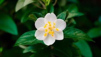 AI generated Isolated jasmine flower showcased in close up against white photo