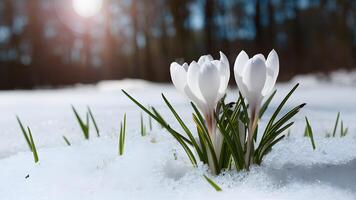 AI generated Start of spring symbolized by crocus flower emerging from snow photo