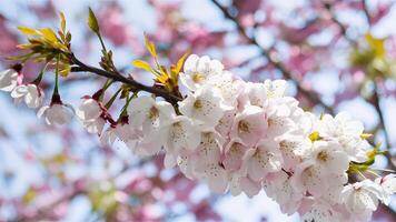 AI generated Subject Isolated white background highlights branch of Japanese cherry blossom photo