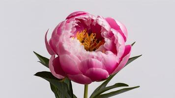 AI generated Exquisite pink peony flower showcased in isolated white backdrop photo