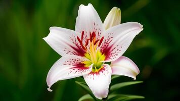 AI generated Lily flower isolated on a clean white background, macro shot photo