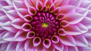 AI generated Abstract macro pink dahlia flower with stunning petal pattern photo