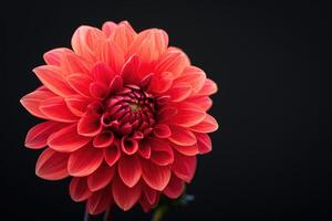 AI generated red dahlia. Flower on the black isolated background with clipping path. For design. Closeup. Nature. photo