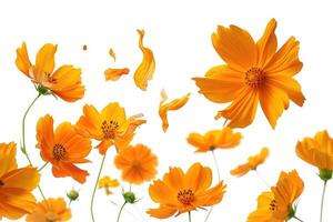 AI generated Floating orange cosmos flower isolated on white background photo