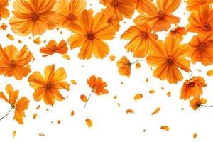 AI generated Floating orange cosmos flower isolated on white background photo