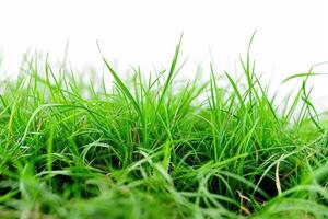 AI generated Grass carpet closeup on white background photo