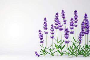 ai generado lavanda flor aislado en blanco foto