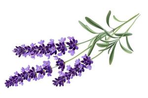 AI generated Flower violet lavender herb isolated on white background. photo