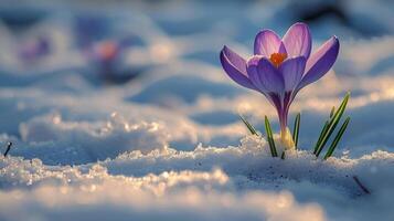 ai generado púrpura flor descansando en nieve foto