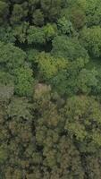 Vertikale Video von Wald Baum Spitzen Antenne Aussicht