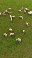 verticale video di pecore pascolo nel il campo aereo Visualizza