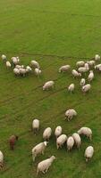 verticaal video van schapen begrazing in de veld- antenne visie