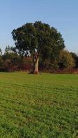 Vertical Video of Green Nature. Alone Tree in the Field