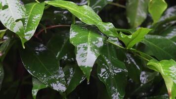 pingos de chuva em uma fundo do verde folhas, verde folhas encharcado dentro chuva, chuvoso estação video