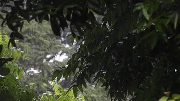 gotas de lluvia en un antecedentes de verde hojas, verde hojas empapado en lluvia, lluvioso temporada video