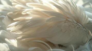 AI generated Bunch of White Feathers Close Up photo