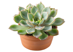 AI generated Green succulent plant in terra cotta pot png