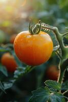 ai generado cerca arriba de un tomate en un planta foto