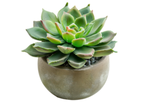 AI generated Green succulent plant in terra cotta pot png