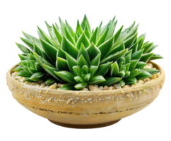 AI generated Green succulent plant in terra cotta pot png