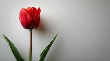 AI generated Red Tulip in Glass Vase photo