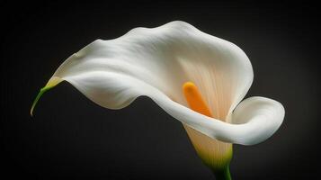 ai generado dos blanco calla lirios en un florero en un negro antecedentes foto