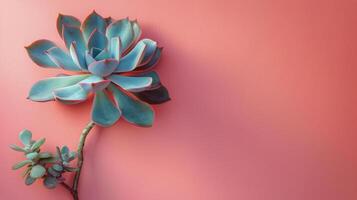 AI generated Succulent Plant on Pink Background photo