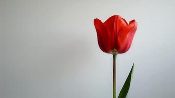 AI generated Red Tulip in Glass Vase photo