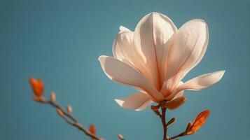 ai generado grande blanco flor en contra azul cielo foto