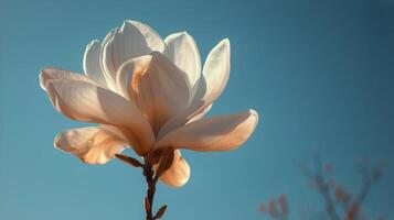 ai generado grande blanco flor en contra azul cielo foto