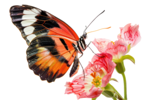 AI generated Vibrant butterfly perched on a pink hibiscus flower png