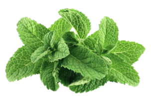 AI generated Fresh green mint leaves on transparent background - stock png. png