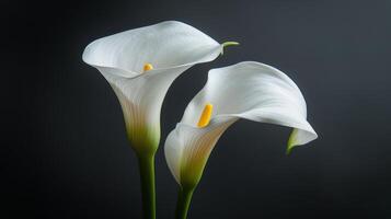 ai generado dos blanco calla lirios en un florero en un negro antecedentes foto