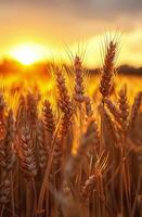 AI generated Wheat Field With Setting Sun photo