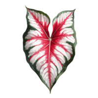 ai généré magnifique caladium feuilles sur transparent Contexte png