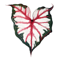 AI generated Beautiful Caladium leaves on transparent background png