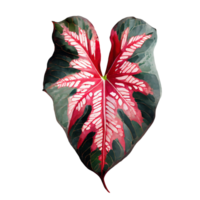 ai generiert schön Caladium Blätter auf transparent Hintergrund png