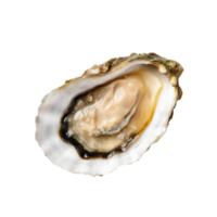 AI generated Fresh oysters offer a distinct briny flavor and are a versatile delicacy, enjoyed raw, cooked, or on the half-shell png