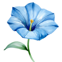 AI generated Watercolor painting morning glory blooms  on transparent background png