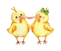 Watercolor illustration of two small yellow chickens eating one worm together. Couple of chicks boy and girl. Easter, religion, tradition. Isolated. Drawn by hand. png