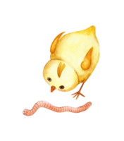 Watercolor illustration of a cute little yellow chicken looking at a worm and wants to eat it. Drawing for children chicken eats a worm. Isolated. Drawn by hand. png