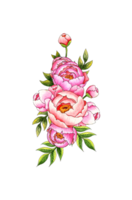 aquarelle illustration une bouquet de rose pivoines avec bourgeons et feuilles. botanique composition isolé de Contexte. génial modèle pour cuisine, Accueil décor, papeterie, mariage faire-part, bannières png