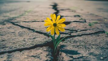 AI generated Symbolic hope concept yellow flower growing through crack on street photo