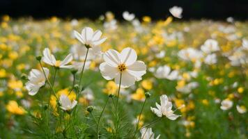 ai generado marco superficial profundidad de campo ligero amarillo cosmos flores campo foto